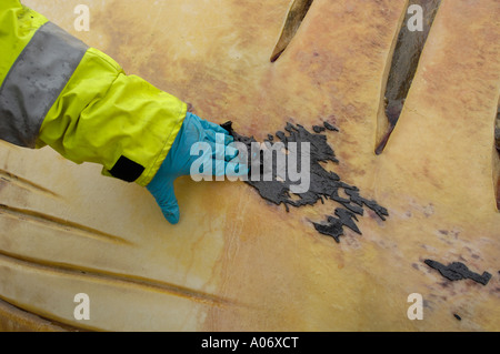 Finnwal Balaenoptera Physalus Washed tot auf Camber Sands East Sussex UK Stockfoto
