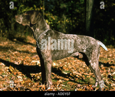 Deutsch Kurzhaar-Pointer Stockfoto