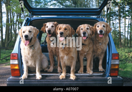 Golden Retriever Stockfoto