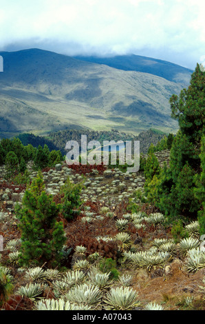 Der Black Lagoon Sierra Nevada Nationalpark-Venezuela-Südamerika mit Frailejon Pflanzen im Vordergrund Stockfoto