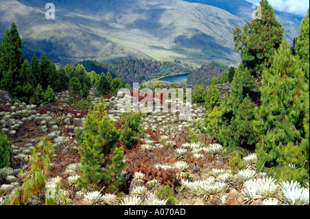 Frailejon Pflanzen Black Lagoon Sierra Nevada Venezuela Stockfoto