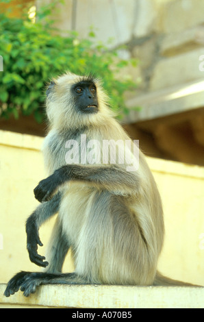 Hanuman-Languren oder Northern Plains grau-Languren Semnopithecus Entellus. Heiligen Affen, Amber Fort, Rajasthan, Indien Stockfoto