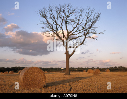 Land der Landwirtschaft Landschaft rund Strohballen warten auf die Sammlung von Stoppelmaisfeld Ackerland nach der ländlichen Ernte mit dem toten Baum Essex England Großbritannien Stockfoto