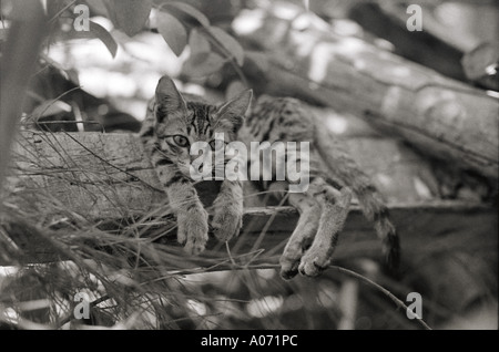 Katze im Samowar Restaurant Bombay jetzt Mumbai, Indien Stockfoto