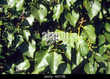 Englisch Efeu Beeren, Surrey, England Stockfoto