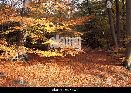 Herbstbäume und Herbstblätter-Teppich in alten Wäldern, die von der City of London Corporation verwaltet werden, obwohl Epping Forest in Essex England liegt Stockfoto