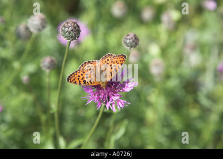 Pearl-umrandeten Fritillary Butterfly Boloria euphrosyne Stockfoto