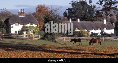 Reetgedeckte Cottages in New Forest National Park Landschaft am Swan Green in der Nähe von Lyndhurst Hampshire England UK Herbst Farben & New Forest Ponys grasen Stockfoto