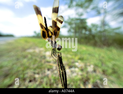 Libelle halten gegen den Wind Brown spotted gelbe Flügel Libelle Celithemis eponina Stockfoto