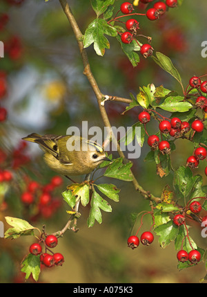 Wintergoldhähnchen (Regulus Regulus) unter roten Weißdornbeeren während Herbstzug an der Ostküste, Lincolnshire. UK Stockfoto