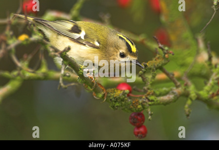 Wintergoldhähnchen (Regulus Regulus) unter roten Weißdornbeeren während Herbstzug an der Ostküste, Lincolnshire. UK Stockfoto