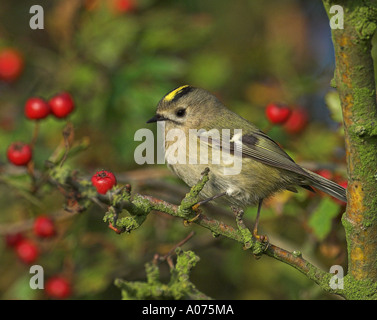 Wintergoldhähnchen (Regulus Regulus) unter roten Weißdornbeeren während Herbstzug an der Ostküste, Lincolnshire. UK Stockfoto