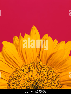 Nahaufnahme von Sonnenblume gegen rote Studio-Hintergrund Stockfoto