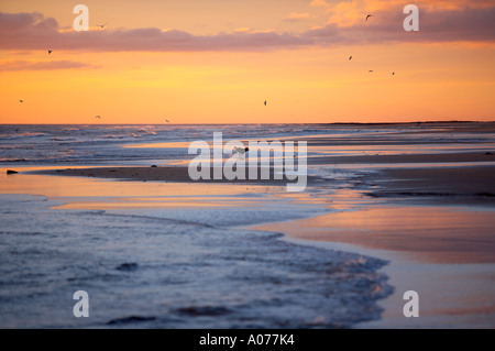 Hund am Strand im Morgengrauen Bamburgh Northumbia England UK Stockfoto