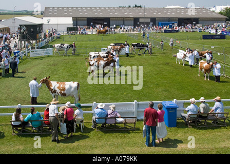 Royal Cornwall Agricultural Summer Show Farmers Viehvieh Juring Arena & Parading Ring Spectators & Seats at Wadebridge Cornwall England UK Stockfoto