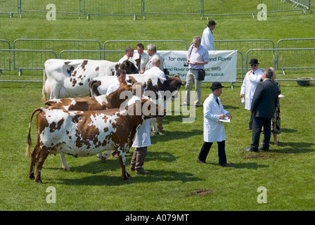 Kühe, die bei der Beurteilung von Ring auf Landwirtschaft Messe aufgereiht Stockfoto