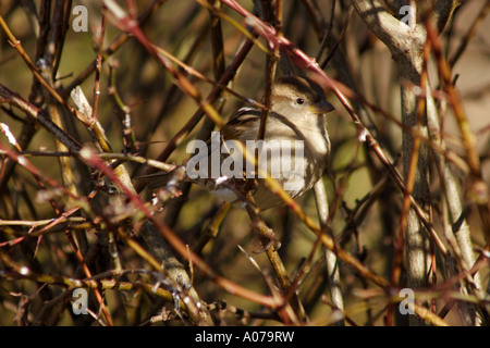 Haussperling, Passer Domesticus, thront im dichten Busch Stockfoto