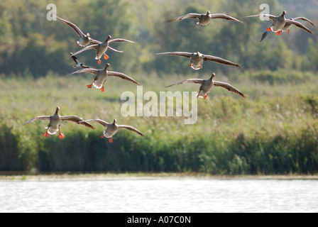 Gänse im Flug bei Stodmarsh Nature reserve Kent Stockfoto