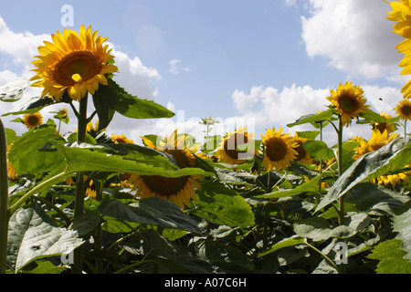 Schwarze Sonnenblumen wachsen im Feld für den gewerblichen Einsatz, UK Stockfoto