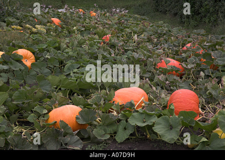 Stock Foto von Pumpkin Patch Bryher Isles of Scilly Stockfoto