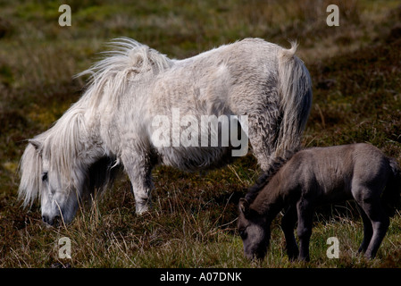 Shetland-Ponys und Fohlen weiden auf Moorland Shetland Inseln Schottland Juni Stockfoto
