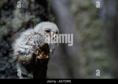 Waldkauz Küken in der Nähe von Nest am Loch Alvie Hochland Schottland Stockfoto