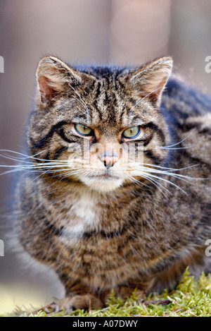 eine Nahaufnahme Portrait eines schottischen wilden Katze Highlands Schottland Stockfoto