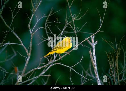 Safran Fink, Sicalis flaveola, Stadt der Sardellen, Jamaika, Karibik Stockfoto