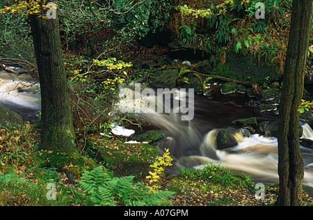 SCHNELL FLIEßENDE STROM DURCH PADLEY SCHLUCHT DERBYSHIRE Stockfoto