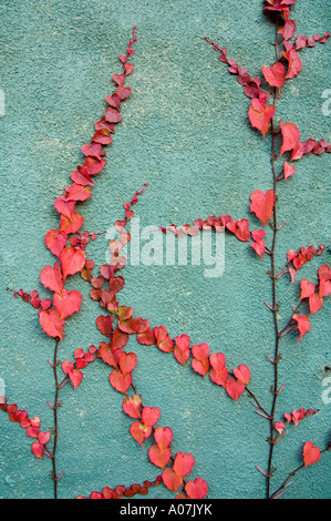 Feine Ranken von wildem Wein oder Boston-Efeu mit rote Blätter im Herbst Herbst () auf einer grünen Wand Stockfoto