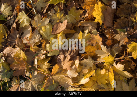 Schattierungen von gelb und rotbraun im Herbst gefallenen Blätter eines Baumes Bergahorn Stockfoto