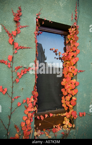 Feine Ranken von wildem Wein oder Boston-Efeu mit rote Blätter im Herbst Herbst () um ein Fenster auf eine grüne Wand Stockfoto