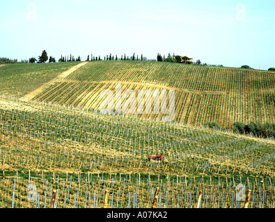 SAN LEONINO Toskana Italien Europa kann Rolling Hills von Reben typischer Bauernhof in Chianti Land Kleintraktor Jäten zwischen den Reihen Stockfoto