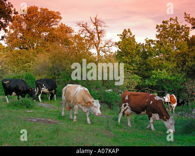 Kühe auf einer Wiese am Rand des Waldes auf Woodside im Abendlicht Stockfoto