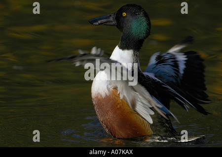 Nördlichen Löffelente Spachtel Clypeata männlich Stockfoto