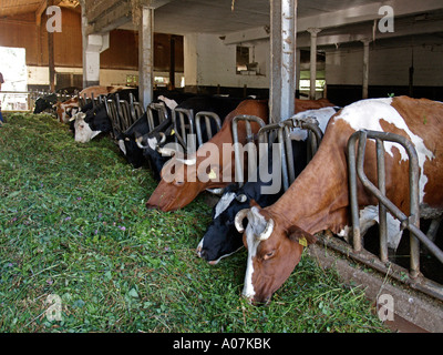Kühe im Kuhstall Essen frisches Heu Stockfoto