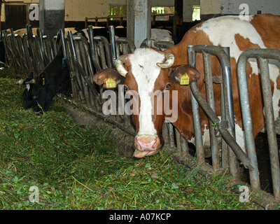 Kühe im Kuhstall Essen frisches Heu Stockfoto