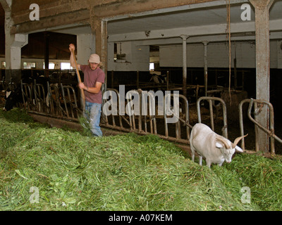 Jungbauer, begleitet von Ziege, Kühe im Stall mit frischem Heu füttern Stockfoto