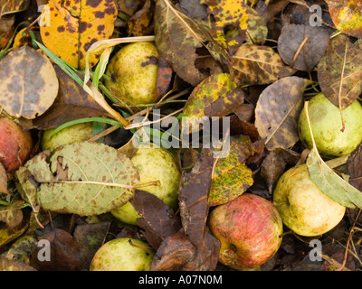 Windfall Äpfel und Herbst Blätter der Apfelbaum liegend am Boden Stockfoto