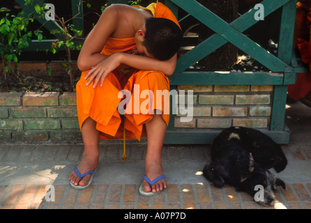 Schlafender Mönch und Hund im Wat Phra Sing Chiang Mai Stockfoto