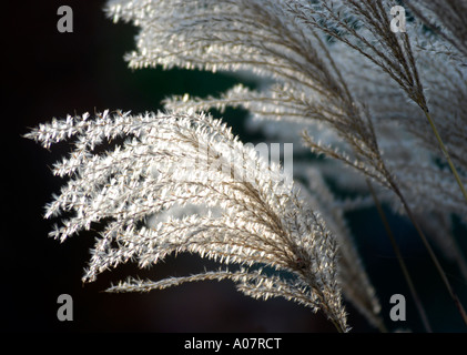 Rückseite beleuchteten Samenköpfe von Miscanthus Sinensis Kleine silberspinne Stockfoto