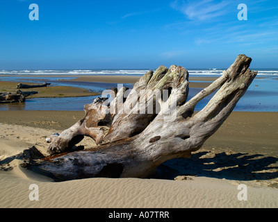 Strand, Florenz Küste, Treibholz Stockfoto