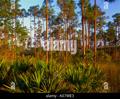 Everglades National Park FL Wald Hummock von Slash Kiefer Pinus Elliottii und Sägepalme Serenoa repens Stockfoto