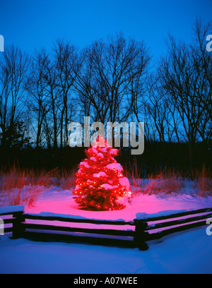 Bureau County IL Red Weihnachtsbeleuchtung auf einem schneebedeckten Baum mit einem Split Rail Zaun Winterwald im Hintergrund Stockfoto