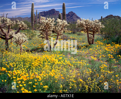 Organ Pipe Cactus National Monument, AZ: Sonora-Wüste in voller Blüte mit Kakteen Mohn und bladderpod Stockfoto