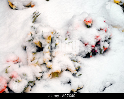 Blumen im Schnee bei All Saints Church in Banstead Surrey England Stockfoto