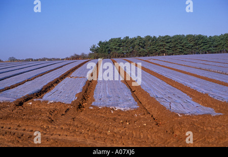 Kartoffeln unter Vlies Cloche wie Blätter von materiellen Suffolk England Stockfoto