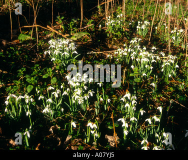 Schneeglöckchen im englischen Wald Stockfoto