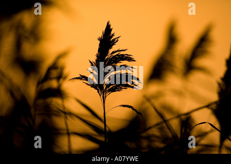 Schilf Phragmites Communis bei Sonnenuntergang North Norfolk Feuchtgebiete Stockfoto