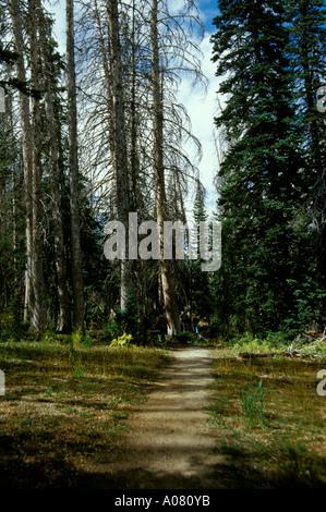 Bristlecone Pine Trail Dixie National Forest Utah UT SW USA Stockfoto